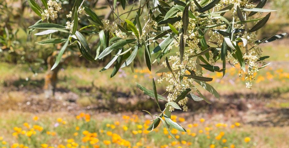 La floración del olivo aove cooperativa San Agustín