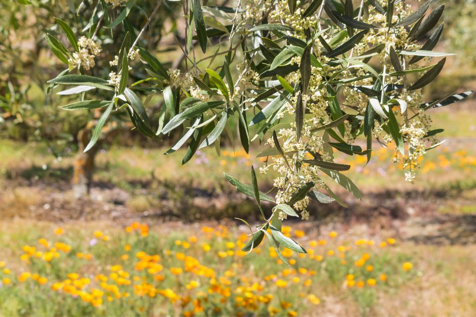 La floración del olivo aove cooperativa San Agustín