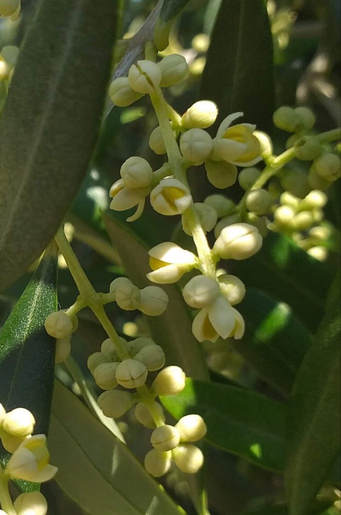floración del olivo Cooperativa San Agustín Linares aceite de oliva virgen extra