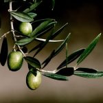 El Aceite de Oliva Virgen Extra es un producto sostenible SCA San Agustín AOVE Linares Jaén tienda online cooperativa
