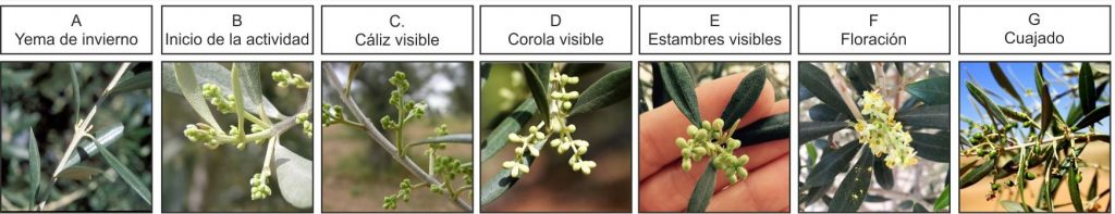 Ciclo fenologico Olivo floracion
